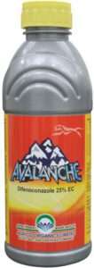 Avalanche-1